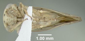 Media type: image;   Entomology 618922 Aspect: habitus ventral view